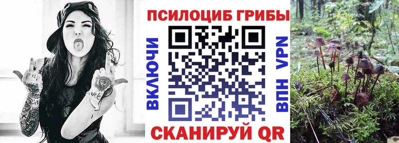 Псилоцибиновые грибы Cubensis  где купить   гидра tor  Свободный 